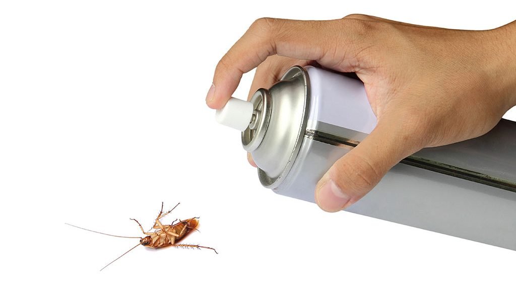 5 tipos de insectos que puedes matar con Biothrine