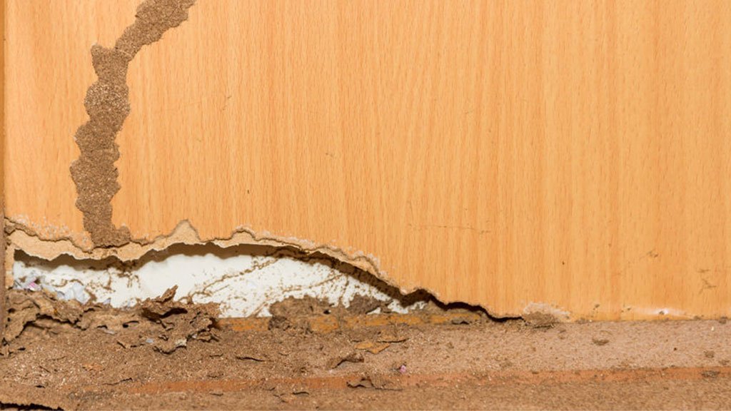 Que hacer si tienes termitas en tu casa