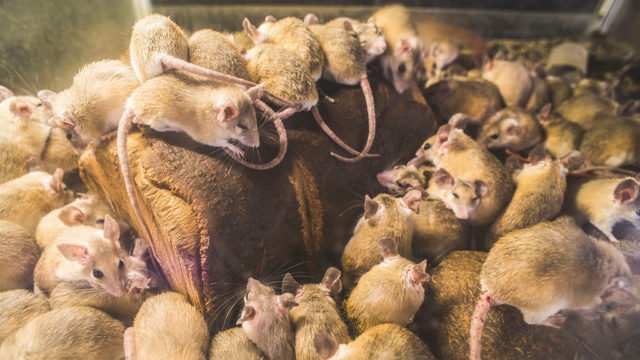Descubre la solución para acabar con la infestación de ratas en tu casa