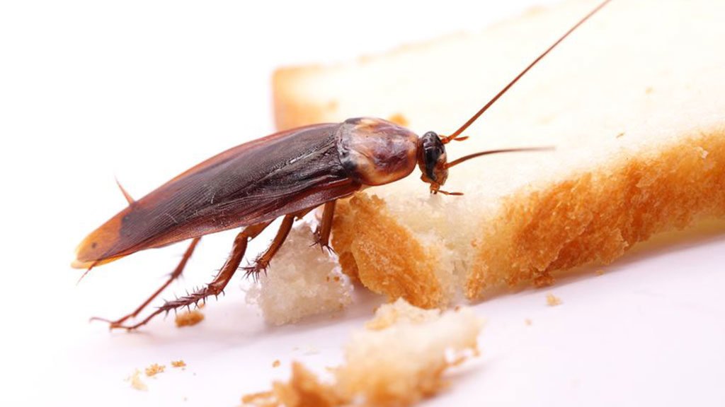 cucaracha cuerpo