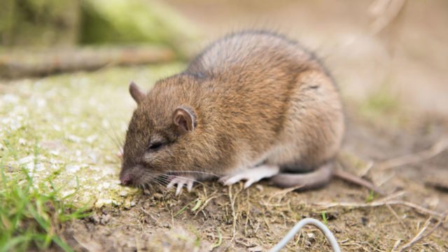 Cómo funciona el veneno para ratas