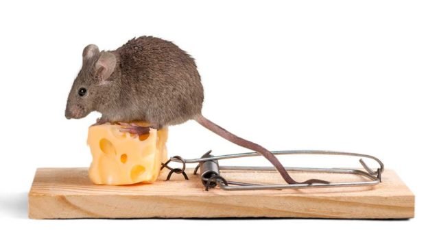 ¿Cómo se arman las trampas para ratones?