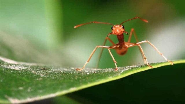 Las 4 hormigas más comunes en México