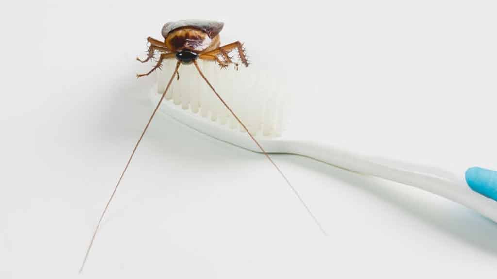 Trampa para cucarachas para interior y hogar, no tóxica, para cucarachas,  hormigas, arañas, insectos, escarabajos, grillos