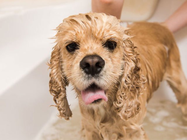 Con este jabón podrás bañar y quitarle las garrapatas a tu perro al mismo tiempo