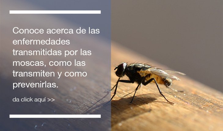 Datos sobre enfermedades de moscas